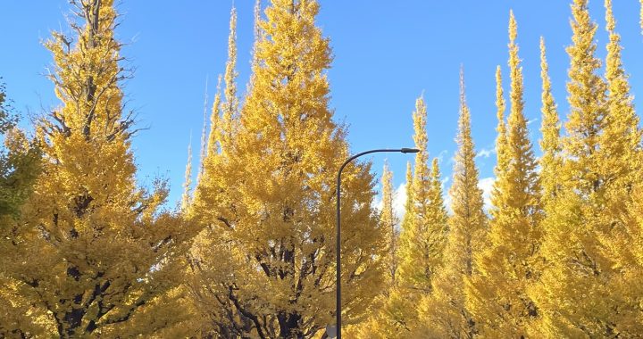 神宮外苑イチョウ並木(2024/11)