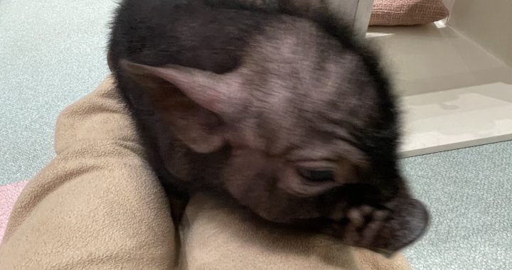 マイクロコブタカフェ(2025/4)